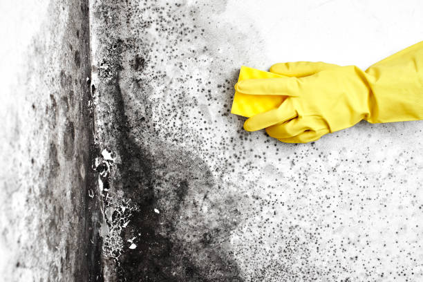 Best Office Mold Removal Services  in Hudson, MI