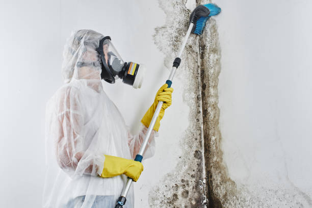 Best Attic Mold Removal  in Hudson, MI