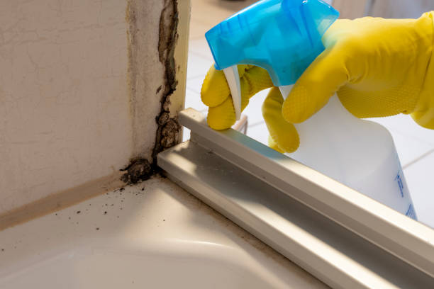 Best Mold Damage Repair  in Hudson, MI