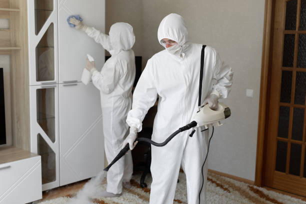 Best Black Mold Removal  in Hudson, MI