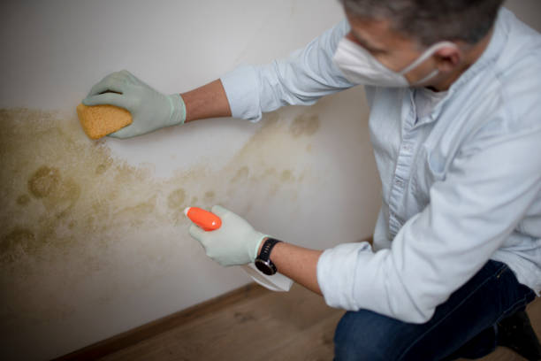 Best Crawl Space Mold Removal  in Hudson, MI