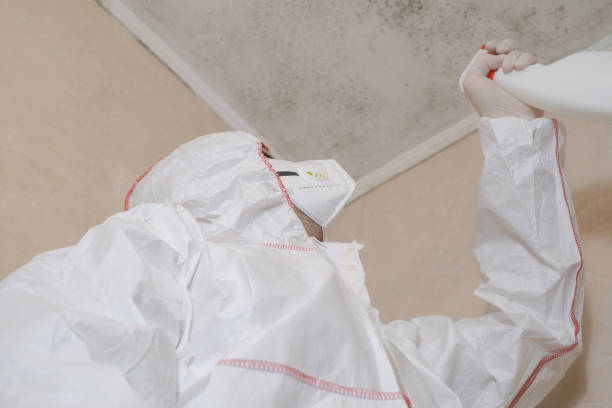 Best Fast Mold Removal  in Hudson, MI