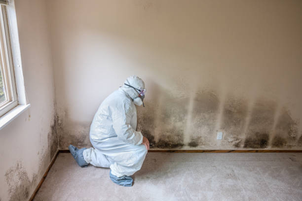 Best Local Mold Removal Service  in Hudson, MI