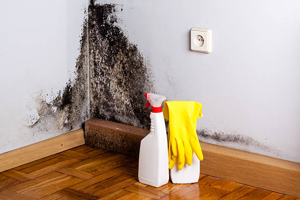 Best Mold Removal Company Near Me  in Hudson, MI