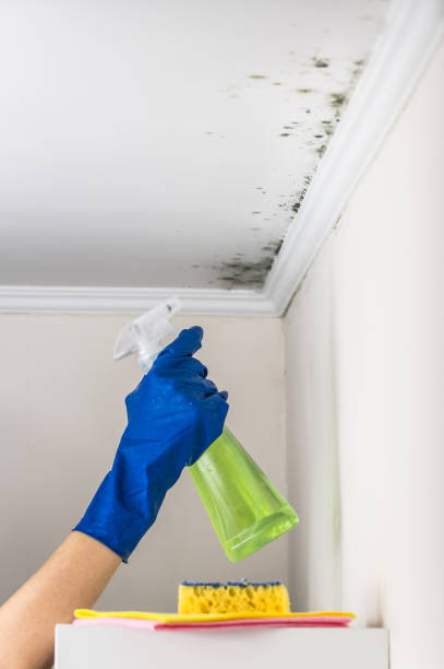 Best Fast Mold Removal  in Hudson, MI